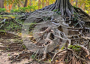 a photography of a tree with its roots exposed in the forest, flowerpot shaped tree roots in a forest with a dirt path