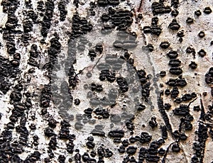 a photography of a tree trunk with a lot of black and white bark, pismires on a tree trunk with a lot of black lichens