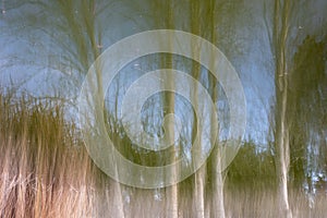 Photography of Trees in the forest, ICM