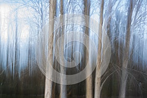 Photography of Trees in the forest, ICM photo