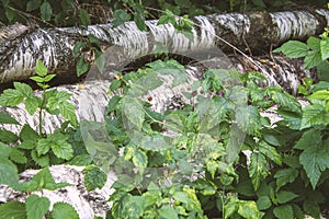 Photography of a trunks and trees in a forest in skovde sweden.