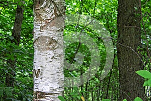 Photography of a trunks and trees in a forest in skovde sweden. photo