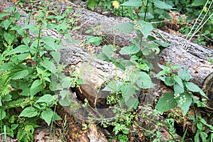 Photography of a trunks and trees in a forest in skovde sweden. photo