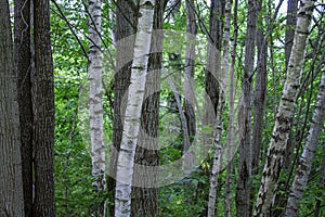 Photography of a trunks and trees in a forest photo