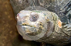 a photography of a turtle with a very large head and a very long neck, there is a close up of a turtle's head with a blurry