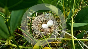 Photography of two bird eggs in nest