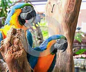 a photography of two colorful parrots sitting on a tree branch, macaws sitting on a tree branch in a zoo exhibit