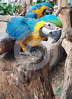 a photography of two parrots sitting on a tree stump, macaws sitting on a tree stump in a zoo enclosure