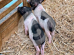 a photography of two small pigs are standing next to a fence, sus scrofa lambs in a pen with straw and hay