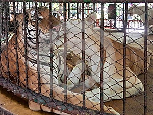 a photography of two tigers in a cage with a dog in the background, there are two tigers in a cage with one laying down