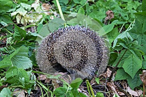 Photography of urchin and plants in the forest photo