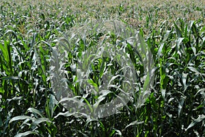 Vast green corn field