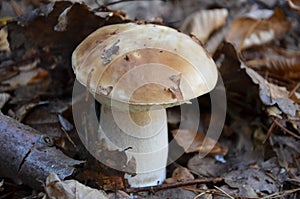 Photography of very delicious mushroom (Boletus reticulatus)