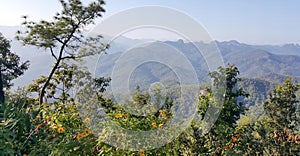 a photography of a view of a mountain range with trees and bushes, alp of trees and bushes in front of a mountain range