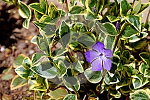 Photography of Vinca minor flower lesser periwinkle