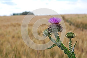 Photography of welted thistle Carduus crispus