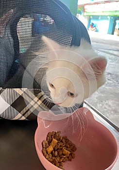 a photography of a white cat eating from a pink bowl, persian cat eating from a pink bowl on a table