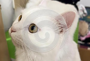 a photography of a white cat with a green eyes looking up