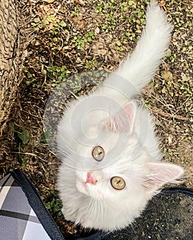 a photography of a white cat with green eyes looking up, cellular telephone bag with a cat on it