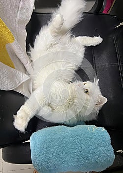 a photography of a white cat laying on a black chair, mustela putorius cat laying on a chair with a towel