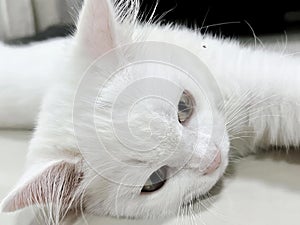 a photography of a white cat laying on a table with its head on the table, catamount of a white cat laying on a white surface