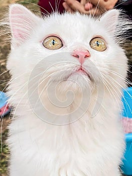 a photography of a white cat with a person in the background, persian cat with yellow eyes and long whiskers looking up