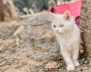 a photography of a white cat standing next to a tree, egyptian cat standing next to a tree in a park