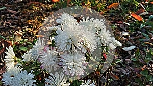 Photography of white Chrysanthemum morifolium flowers
