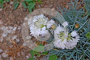 Photography of white Dianthus flowers