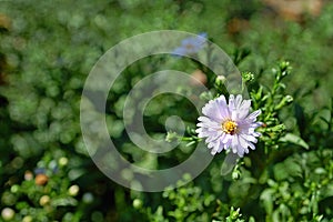 Photography of white Symphyotrichum pilosum flower