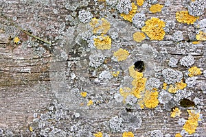wood background with lichen
