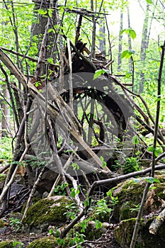 Photography of  wood in the forest photo