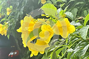 a photography of a yellow flower with green leaves in the background, landrover with yellow flowers in a garden with green leaves