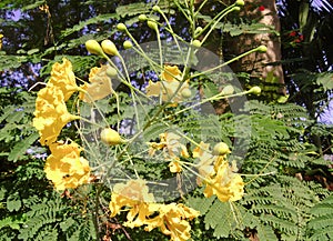 a photography of a yellow flower with green leaves and a blue sky, sulphur butterfly flower with yellow flowers and green leaves