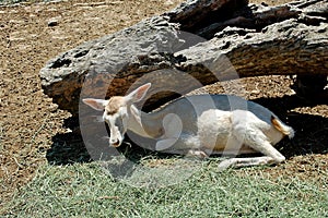 Photography of young female white-tailed deer, doe, Odocoileus virginianus