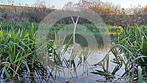 Photography of Zlatica river landscape in Banat Vojvodina Serbia