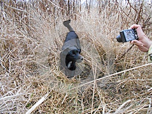 Photohunting. Wild dog in the reeds.