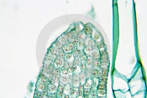 Elodea, an invasive aquatic plant photo