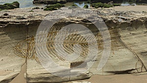 Photomontage of a large fantasy fish fossil on the layers that form on a stone photo