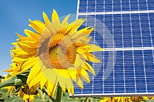 photomontage with solar panels and sunflower photo