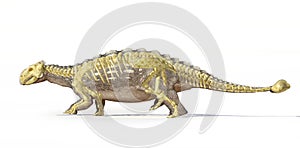 Photorealistic 3D rendering of an Ankylosaurus, with full skeleton superimposed. photo