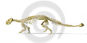 Photorealistic 3 D rendering of full skeleton of an Ankylosaurus. photo