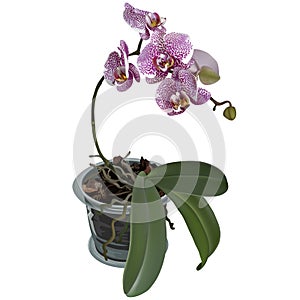 Photorealistic illustration of phalaenopsis at flower pot