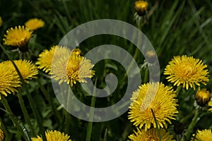 Yellow dandelion flowers on green grass background, close-up