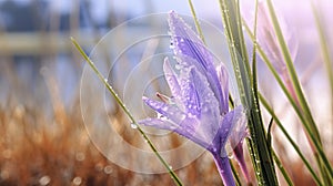 Photorealistic Macro Of Purple Flowers By A Lake