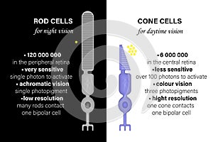 Photoreceptors: Rod Cells and Cone Cells.