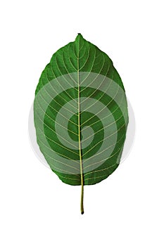 Photos on  the back of the Kratom leaves