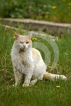 photos of beautiful cats in the garden 33