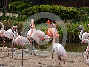 Photos of birds in Germany