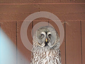 Photos of birds of prey in the bird park